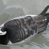 barnacle goose-3